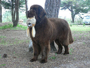 bouba
