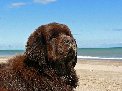 bouba