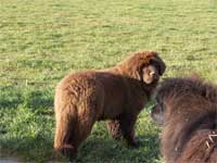 babouche
