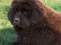 babouche