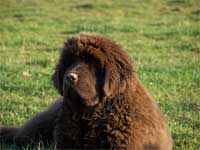 babouche
