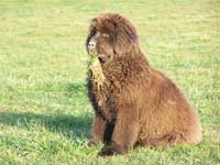 babouche la reine des touffes d'herbe !!
