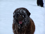 camouflage hivernal
