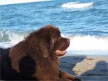 highlander à la mer