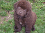 bébé de ouailis