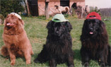 le club des 3
