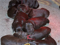 brochette de chiot