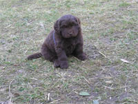 chiot de reggae