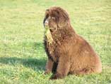 BABOUCHE ET SA TOUFFE